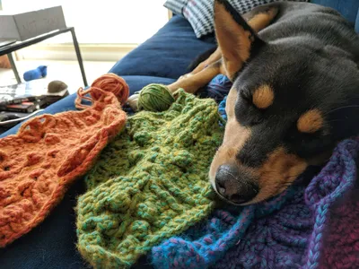 A black and tan dog sleeping on top of some pieces from a crochet project.